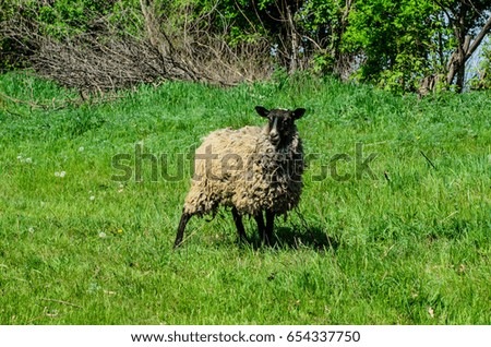 Fluffy grey sheep on a green meadow