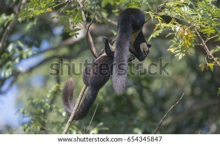 Black Giant Squirrel