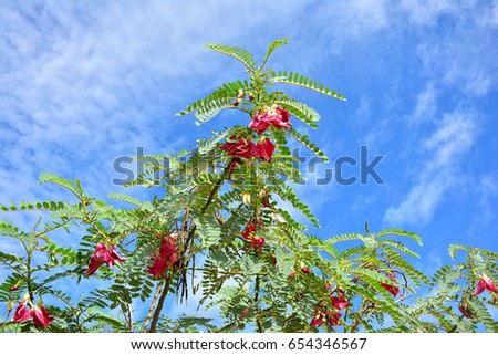 Closeup group of red cucumber on branch tree with blue sky background.