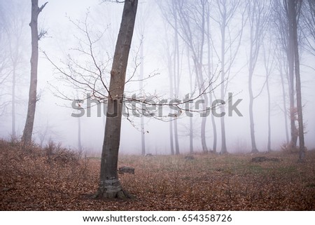 Beautiful foggy forest during an autumn day