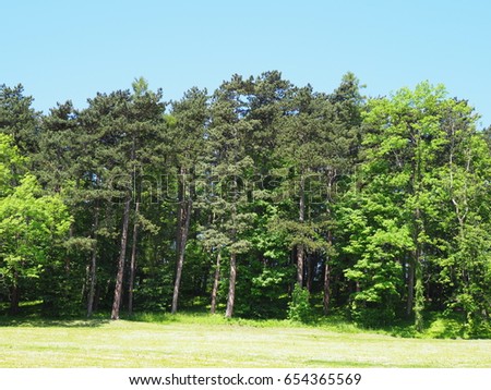 Green forest and meadow landscape in JAWORZE town near Bielsko-Biala city in Poland with clear blue sky in 2017 warm sunny spring day, Europe on June.