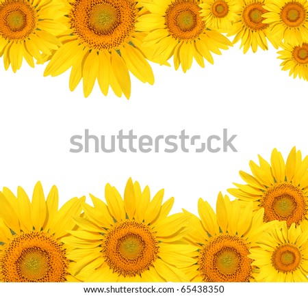 sunflower on white background.