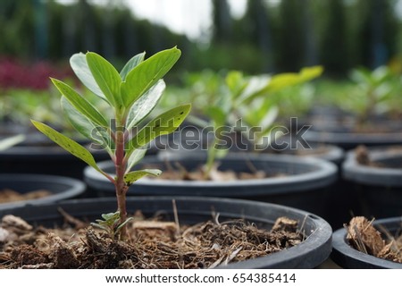 Tree seedlings in pots. Royalty-Free Stock Photo #654385414
