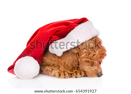 Sleeping poodle in red christmas hat. isolated on white background