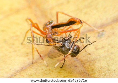 Spider Kerengga ant-like jumper as it eats the insect on leaves select teeth focus