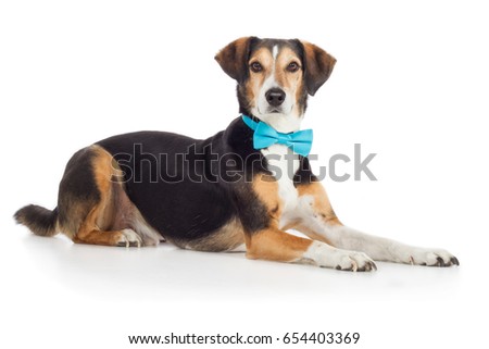 Mixed-breed dog with bow tie lies sideways on the ground