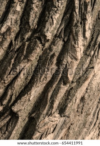 exture, background. Bark of tree. Old poplar, outdoor, over wood, piece of trunks, stems and roots of woody plants.        