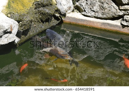 Exotic fish swimming in a square pond