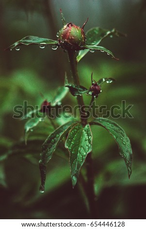 Beautiful Flower bud Peony in drops of dew