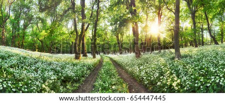 Panorama of Forest green landscape with white flowers and path Royalty-Free Stock Photo #654447445
