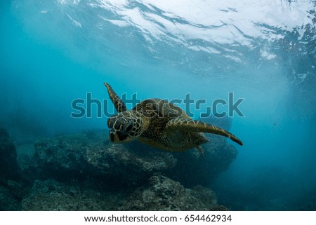 green sea turtle in hawaii on coral tropical reef