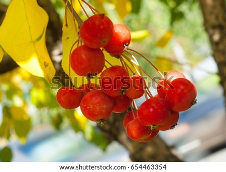 Crabapple and Wild apple. Malus  is a genus of about  species of small deciduous apple trees or shrubs in the family Rosaceae