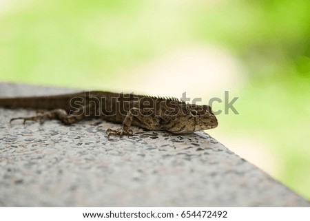 Chameleon on marble table with blurry background.
