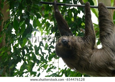 a sloth on a tree of a forest