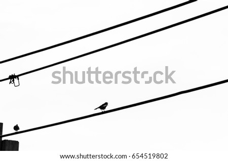 Silhouette of bird on power lines.black and white style.