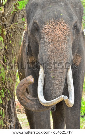 The elephant has a beautiful long ivory.