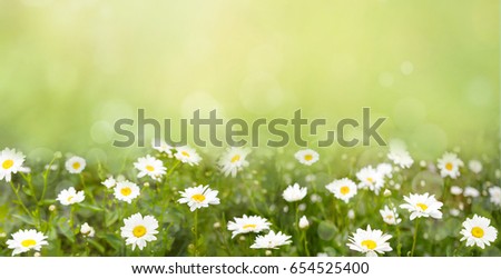 Nature Background with blossoming daisy flowers. Flower meadow Summer with selective focus. Horizontal Colorful Wallpaper With Copy Space. Wide Screen Web banner.