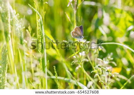 Karner Blue Butterfly (Polyommatus icarus) 