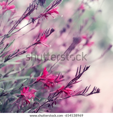 Small flowers outdoors close-up . Spring summer border floral background.