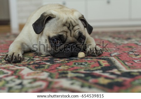 Sad small dog  breed pug  laying on the carpet with  dogs biscuit looking at you