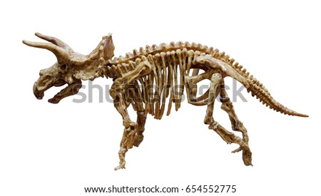 The Triceratops skeleton mount, Dinosaur with three horns. Royalty-Free Stock Photo #654552775