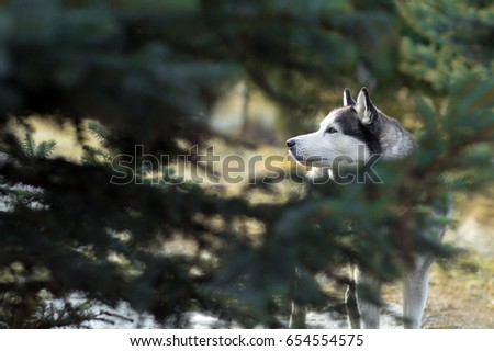 The dog in the woods. Siberian husky in the forest near the trees.