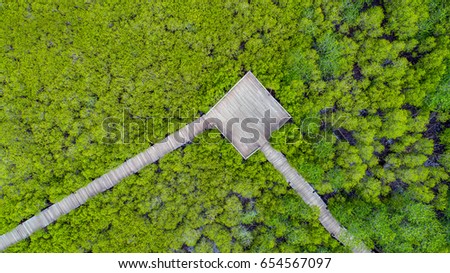 Nature Trail in Mangrove Forest.Aerial view.