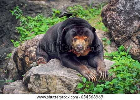  Behavior of Malayan sun bear. Royalty-Free Stock Photo #654568969