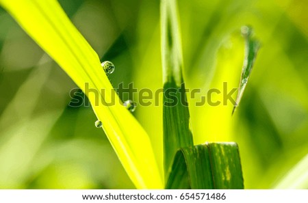 macro image of green grass background with water drops 