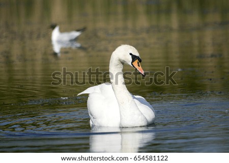 Flowing young white swan