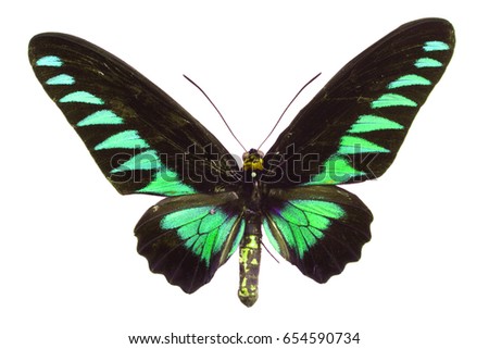 green and black butterfly on the white background