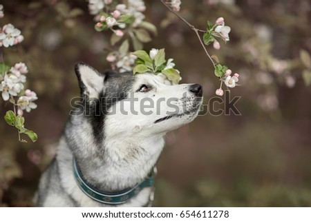 Siberian husky in the spring flowers of the Apple tree