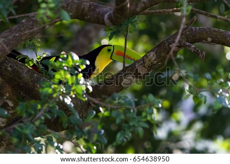 Keel billed toucan perched on  tree branch with a bit of afternoon sun glow