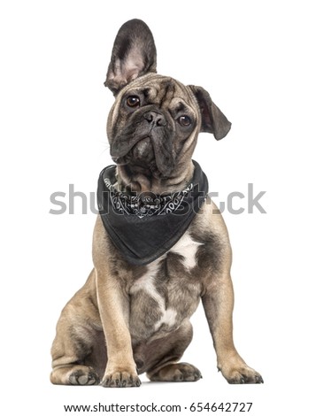 Puppy french bulldog with a scarf, isolated on white