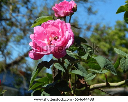 Flowers in the garden macro photography rose pink
