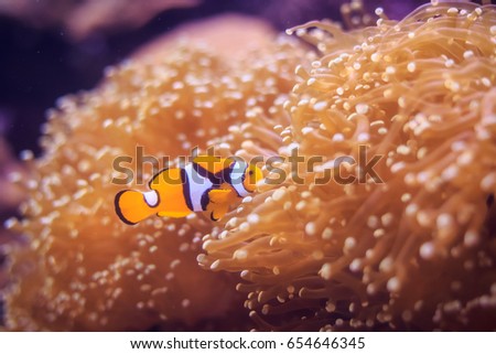 Amphiprion (Western clownfish (Ocellaris Clownfish, False Percula Clownfish)) is in anemone. Thailand.