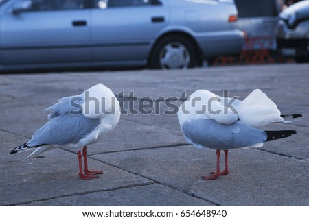 two seagull are standing on the floor with the same action, this picture is took in the centennial park in Australia.