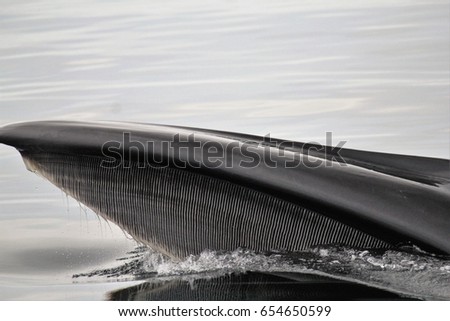 Whale baleen Royalty-Free Stock Photo #654650599