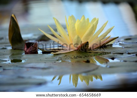 yellow pink beauty color lotus in the garden background