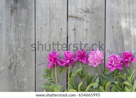Pink peony flowers on wooden rough rustic background.