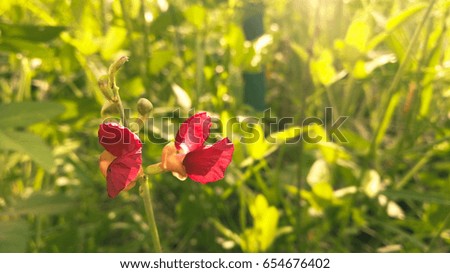 Red grass flower