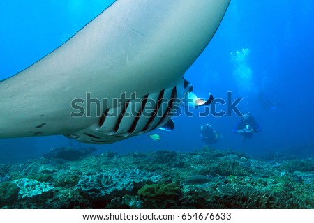 Manta Ray (Manta Birostris) Swimming over the Reef, with Divers in the Background. Nusa Penida, Bali, Indonesia