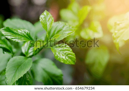 Green leave on nature background.