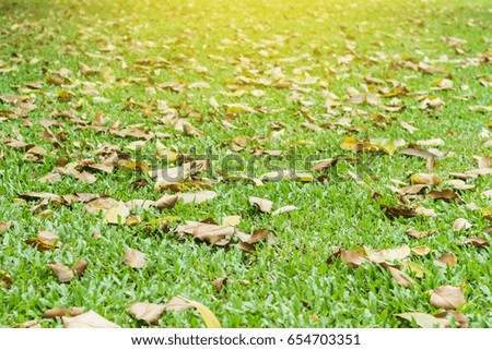 Green lawn have dry leaves mixed in the spring