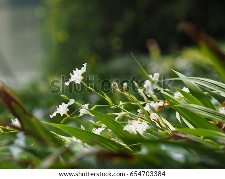 The beautiful wild white flowers blooming in the garden in spring