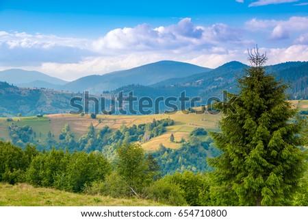 Summer Carpathian Mountains. Green pastures and forests