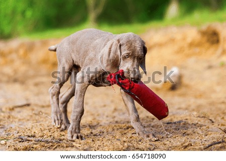 picture of a Weimaraner puppy who plays with a treat bag lakeside