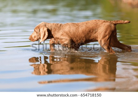 picture of a Weimaraner puppy walking in a lake