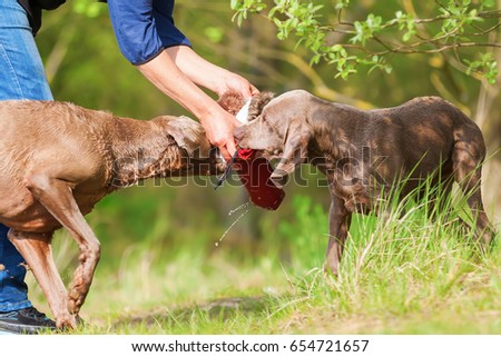 picture of a person playing with two Weimaraner dogs