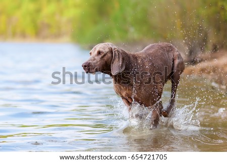 picture of a Weimaraner dog running in a lake